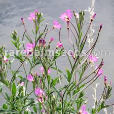 Attēlu rezultāti vaicājumam “Epilobium hirsutum”