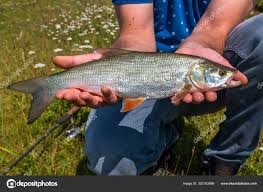 Image result for Aspius aspius