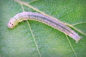 Attēlu rezultāti vaicājumam “Pandemis cerasana”