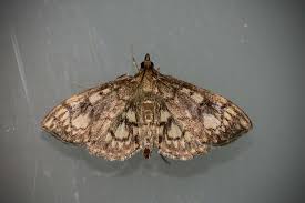 Attēlu rezultāti vaicājumam “Anania stachydalis”