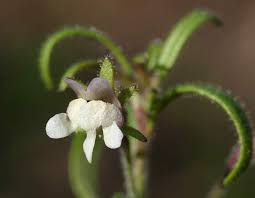 Attēlu rezultāti vaicājumam “Microrrhinum minus”