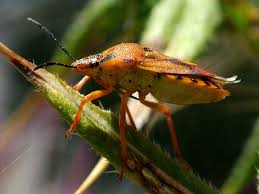 Attēlu rezultāti vaicājumam “Carpocoris sp.”