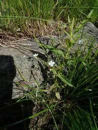 Attēlu rezultāti vaicājumam “Veronica scutellata bud”