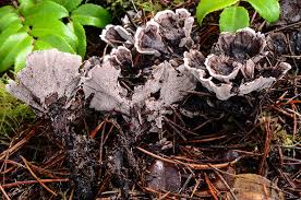 Attēlu rezultāti vaicājumam “Phellodon tomentosus”