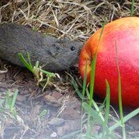 Attēlu rezultāti vaicājumam “Microtus agrestis”