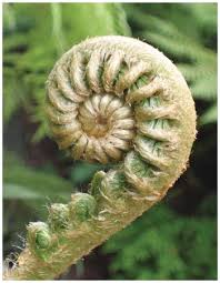 Attēlu rezultāti vaicājumam “Campylium stellatum sporophyte”