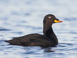 Attēlu rezultāti vaicājumam “Melanitta fusca”