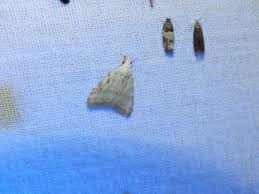 Attēlu rezultāti vaicājumam “Nola aerugula”