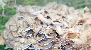 Attēlu rezultāti vaicājumam “Polyporus”