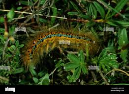 Attēlu rezultāti vaicājumam “Malacosoma castrensis larva”