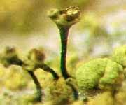 Attēlu rezultāti vaicājumam “Chaenotheca laevigata”