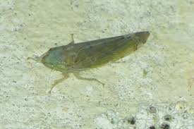 Attēlu rezultāti vaicājumam “Lamprotettix nitidulus”