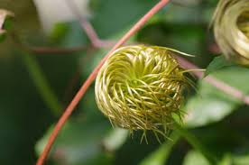 Attēlu rezultāti vaicājumam “Clematis fruit”
