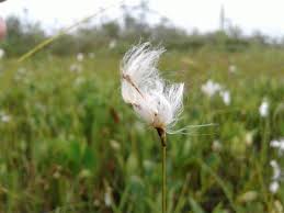 Attēlu rezultāti vaicājumam “Eriophorum gracile fruit”