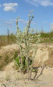 Attēlu rezultāti vaicājumam “Filago arvensis”