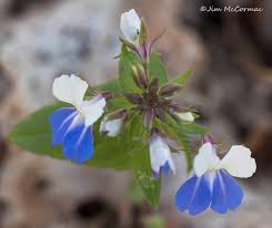 Attēlu rezultāti vaicājumam “Calystegia inflata flower”