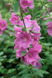 Image result for Lavatera thuringiaca