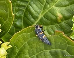 Attēlu rezultāti vaicājumam “Zygaena lonicerae larva”