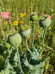 Attēlu rezultāti vaicājumam “Papaver somniferum flower”