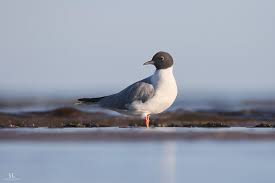 Image result for Chroicocephalus philadelphia