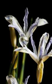 Attēlu rezultāti vaicājumam “Iris reticulata flower”