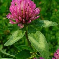 Attēlu rezultāti vaicājumam “Trifolium pratense flower”