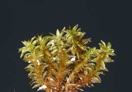 Attēlu rezultāti vaicājumam “Zygodon rupestris”