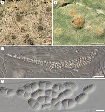 Attēlu rezultāti vaicājumam “Petractis sp.”