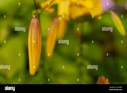 Attēlu rezultāti vaicājumam “Lilium lancifolium bud”