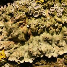 Attēlu rezultāti vaicājumam “Physconia distorta”