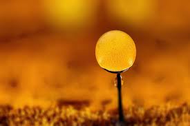 Attēlu rezultāti vaicājumam “Stemonitopsis amoena macro”