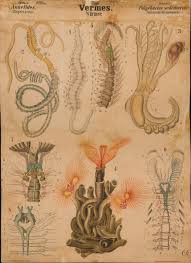 Attēlu rezultāti vaicājumam “Annelides”