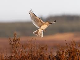 Attēlu rezultāti vaicājumam “Alauda arvensis”