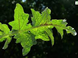 Attēlu rezultāti vaicājumam “Carduus crispus leaf”