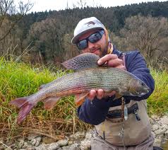 Image result for Thymallus thymallus