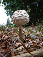 Image result for macrocybe titans