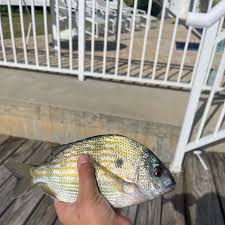 Image result for Archosargus rhomboidalis