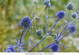 Attēlu rezultāti vaicājumam “Eryngium planum fruit”