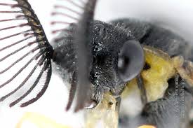 Attēlu rezultāti vaicājumam “Gilpinia”