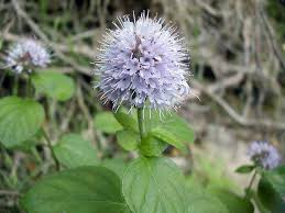 Attēlu rezultāti vaicājumam “Mentha aquatica”