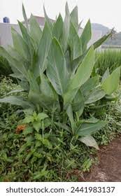 Attēlu rezultāti vaicājumam “Setaria glauca”