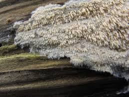 Attēlu rezultāti vaicājumam “Hyphodontia barba-jovis”