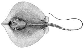 Image result for Hypanus sabinus