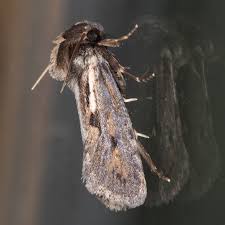 Attēlu rezultāti vaicājumam “Tineidae”