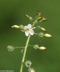 Attēlu rezultāti vaicājumam “Circaea lutetiana”