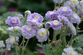 Image result for Geranium `Summer Skies`