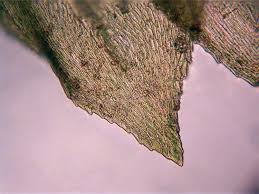 Attēlu rezultāti vaicājumam “Eurhynchium hians”