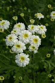 Image result for Tanacetum parthenium 'Tetraweiss'