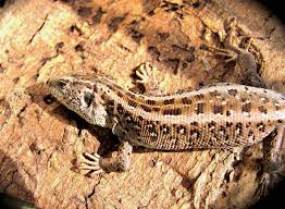 Attēlu rezultāti vaicājumam “Lacerta agilis female”