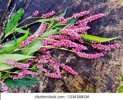 Attēlu rezultāti vaicājumam “Persicaria hydropiper leaf”